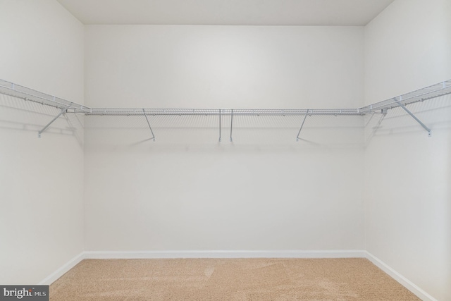 spacious closet featuring carpet floors