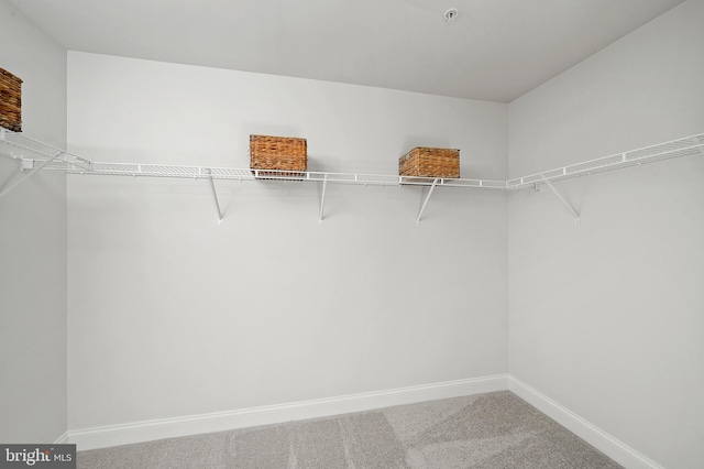 spacious closet featuring carpet