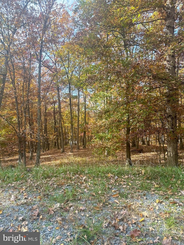 view of local wilderness