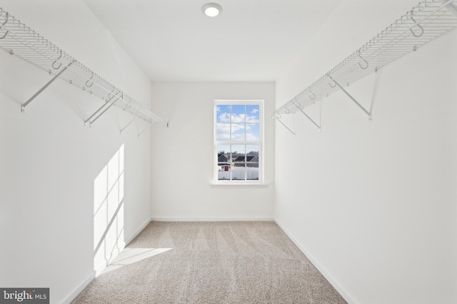 walk in closet featuring light colored carpet