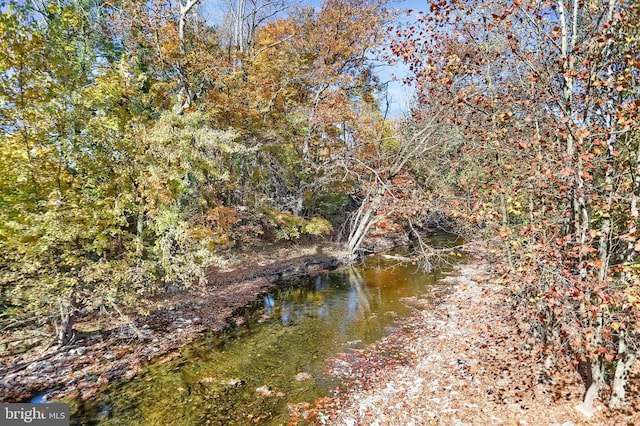 view of local wilderness