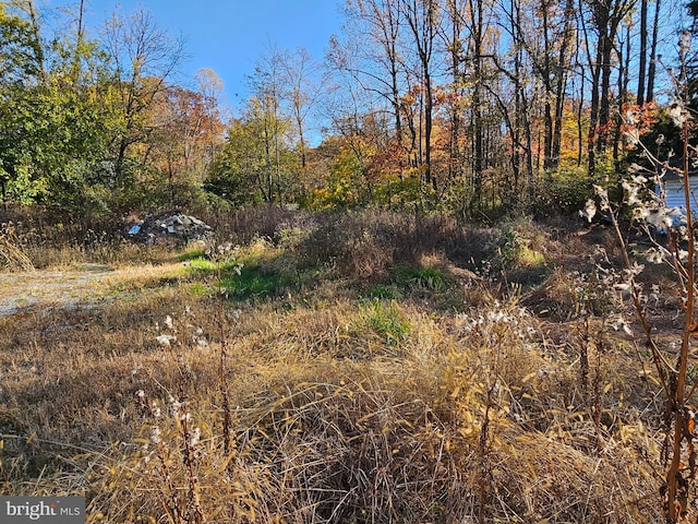 view of local wilderness