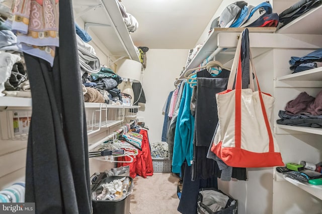 walk in closet featuring carpet flooring