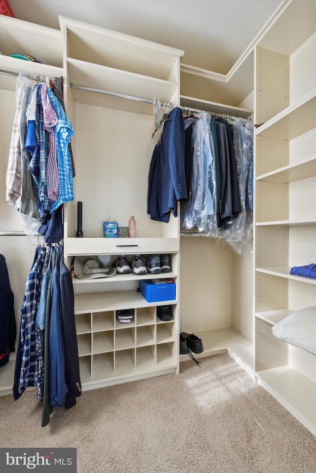 walk in closet with carpet flooring