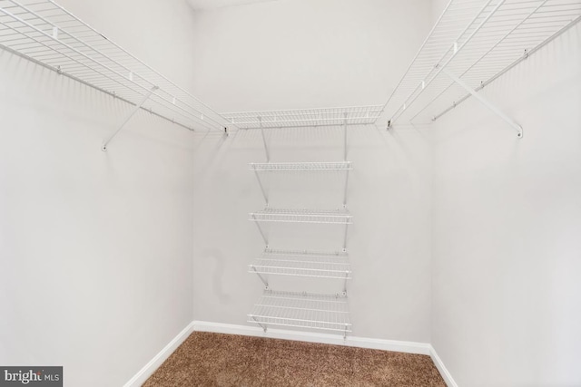 spacious closet with carpet