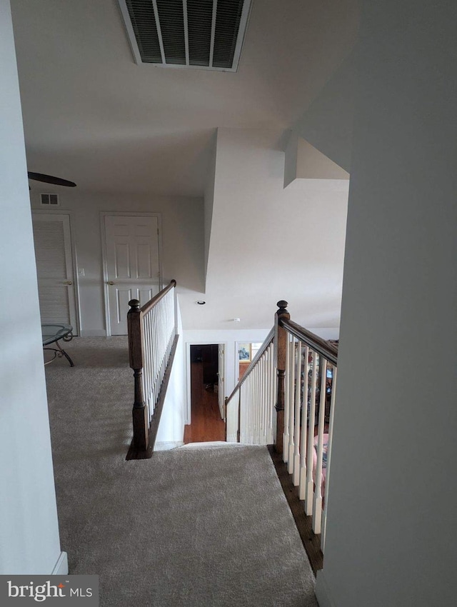 staircase featuring carpet floors