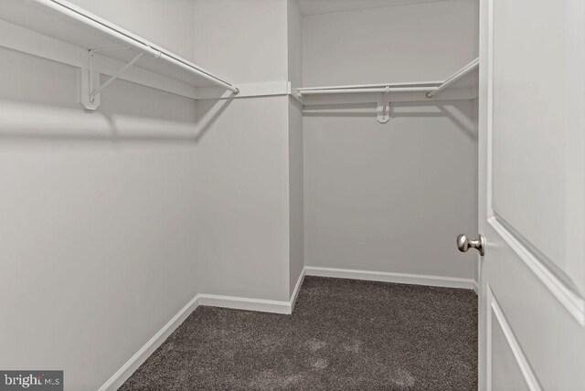 walk in closet with carpet floors