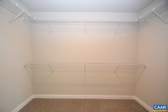 spacious closet featuring carpet flooring