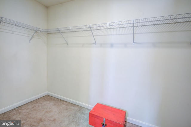 spacious closet featuring carpet