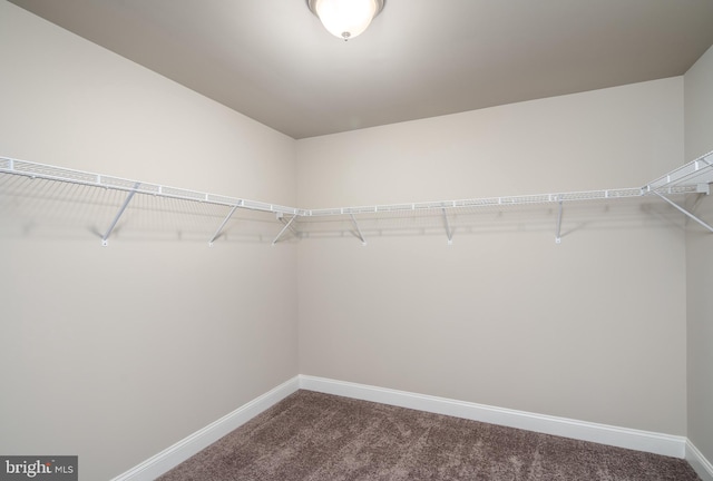 spacious closet featuring carpet floors