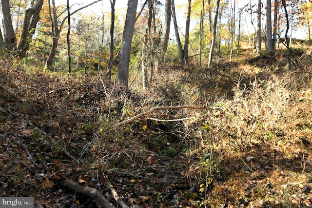 view of local wilderness