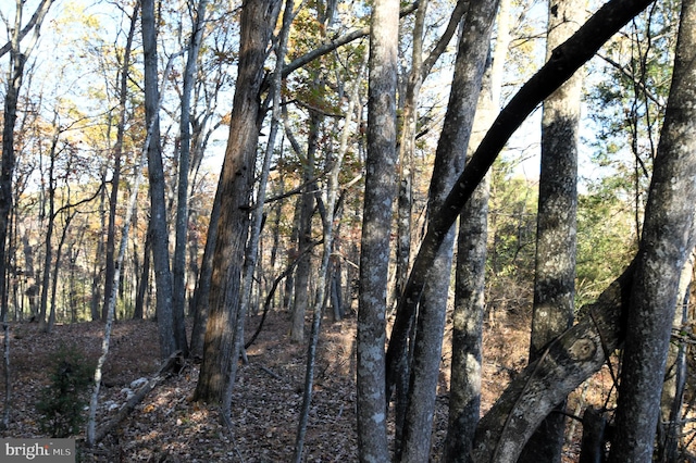 view of local wilderness