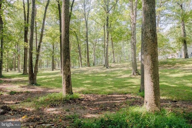 view of local wilderness