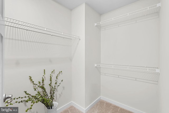 spacious closet featuring carpet flooring