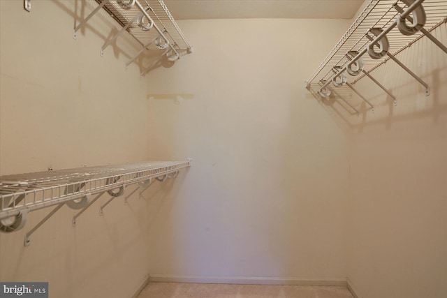 spacious closet featuring carpet flooring