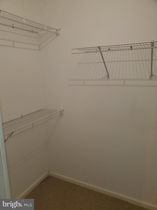 spacious closet featuring carpet flooring