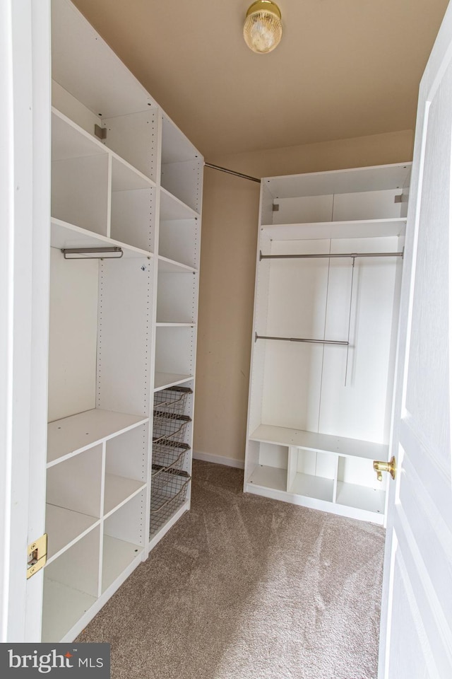 walk in closet with carpet floors