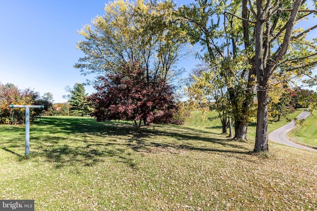 view of yard