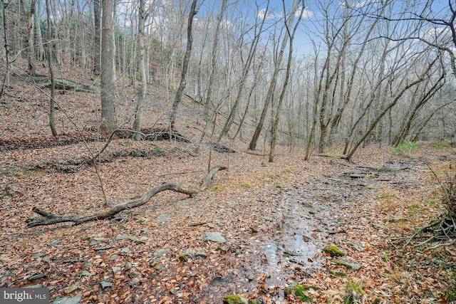 view of local wilderness