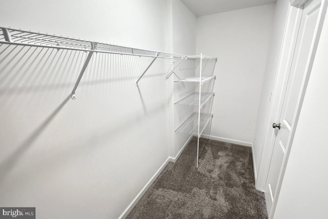 spacious closet with carpet flooring