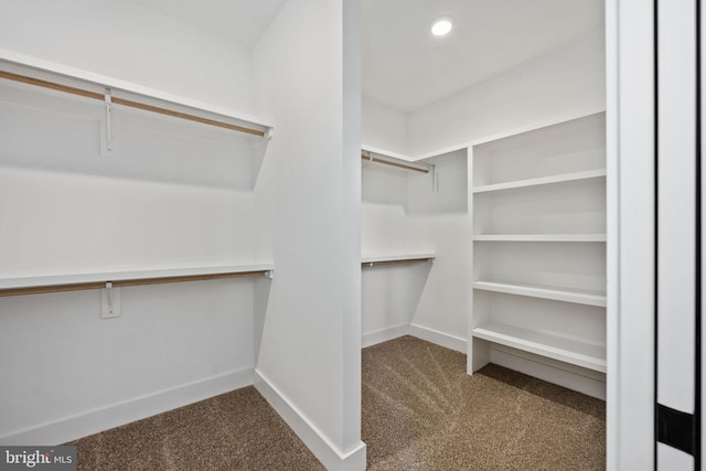 walk in closet with carpet flooring