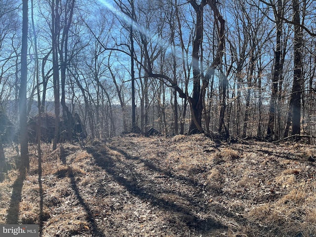 view of local wilderness