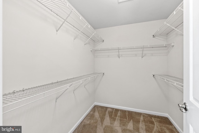 spacious closet featuring carpet flooring