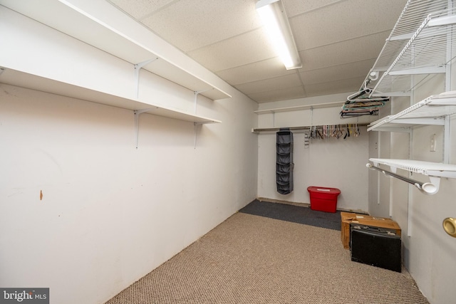 basement with carpet floors and a paneled ceiling