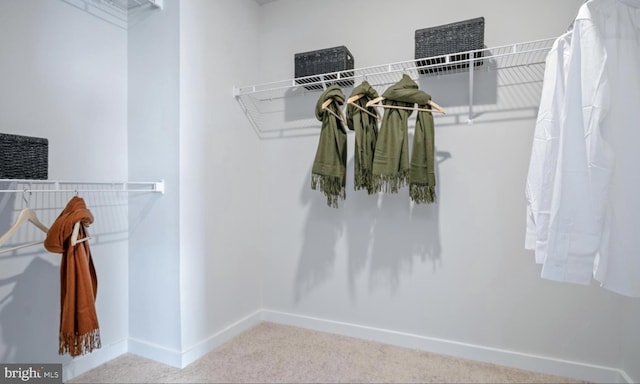 spacious closet featuring carpet flooring