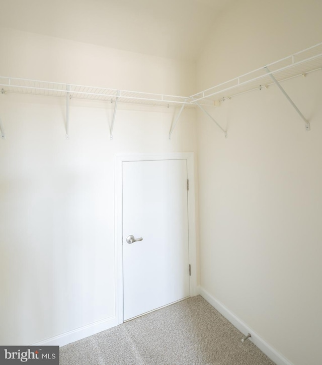 spacious closet featuring carpet floors