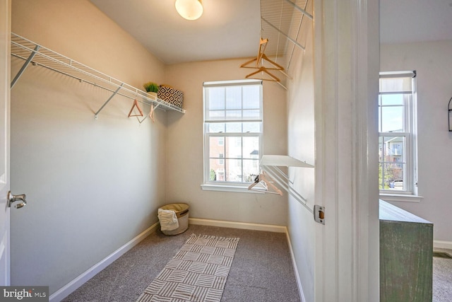 walk in closet featuring carpet flooring