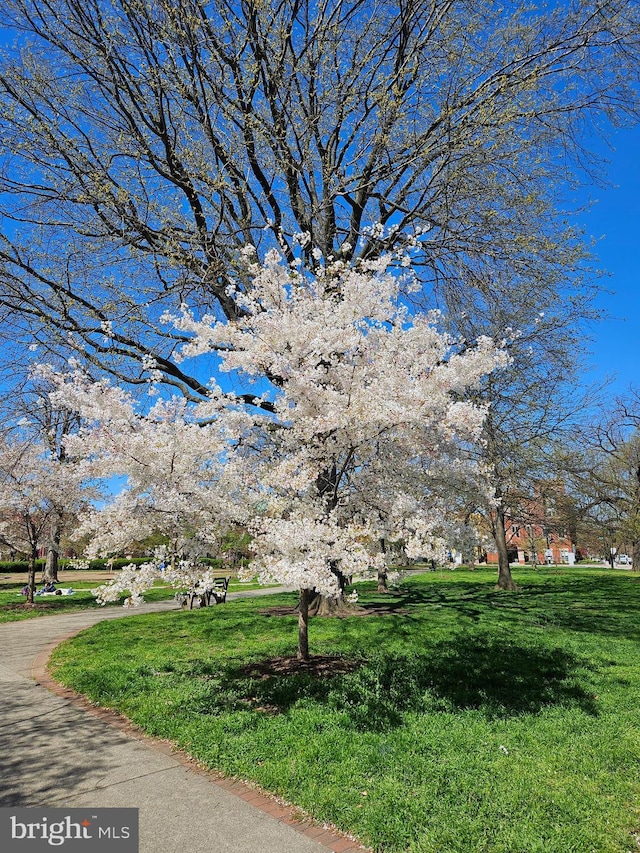 view of community with a yard