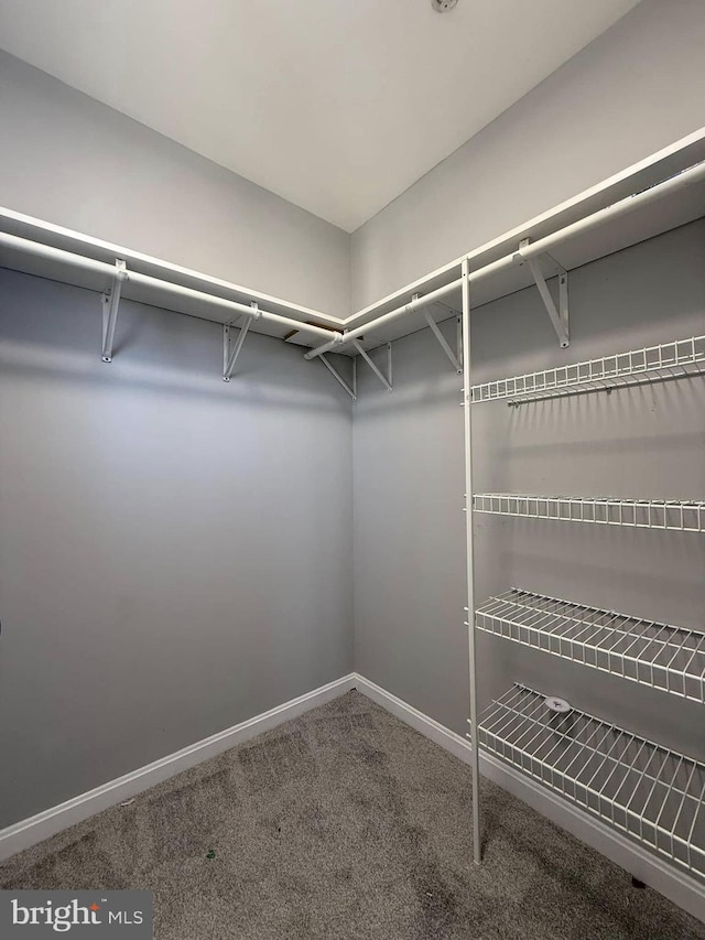 walk in closet with carpet