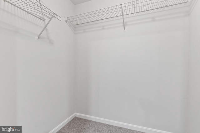 spacious closet with carpet floors