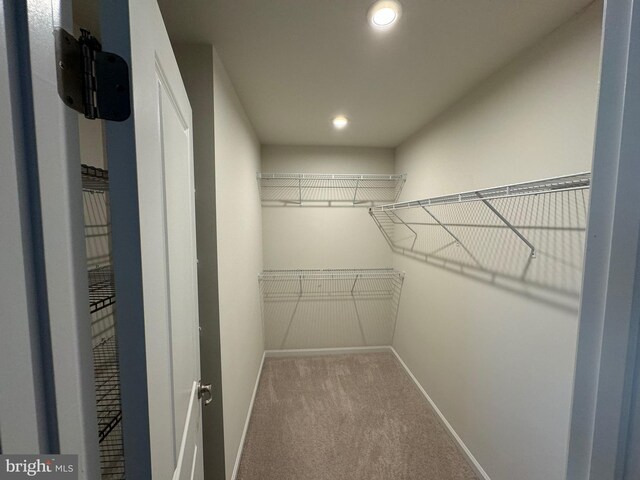 spacious closet featuring carpet