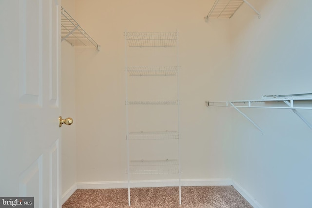 spacious closet with carpet