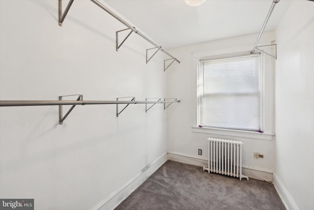 walk in closet featuring carpet floors and radiator