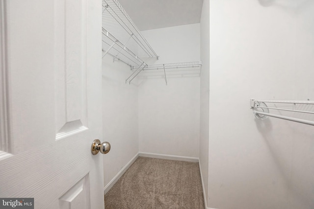 spacious closet with carpet floors