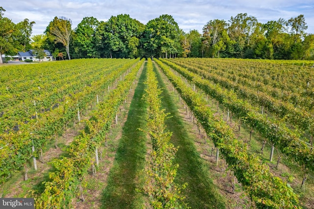 view of yard with a rural view