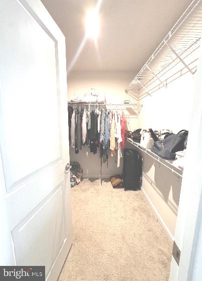 walk in closet with carpet flooring