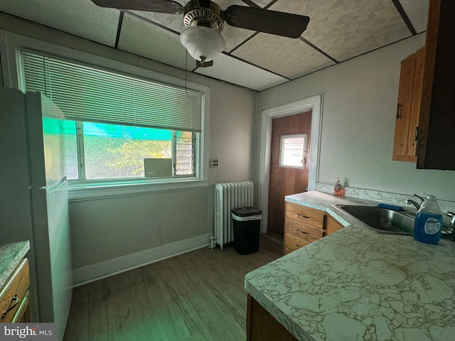 kitchen with ceiling fan, radiator, light hardwood / wood-style flooring, sink, and white refrigerator