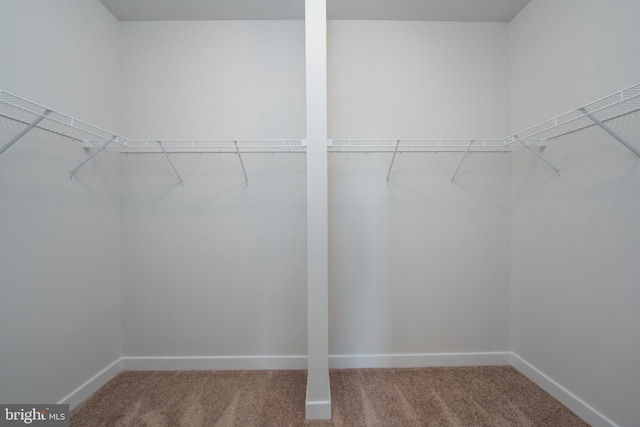 spacious closet featuring carpet