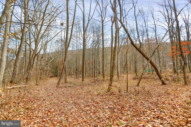 view of local wilderness