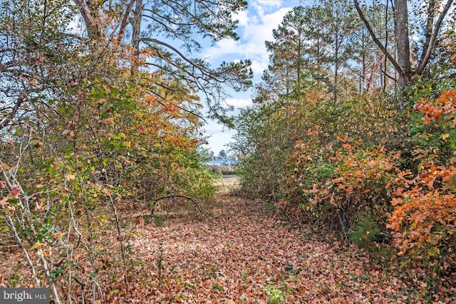 view of local wilderness