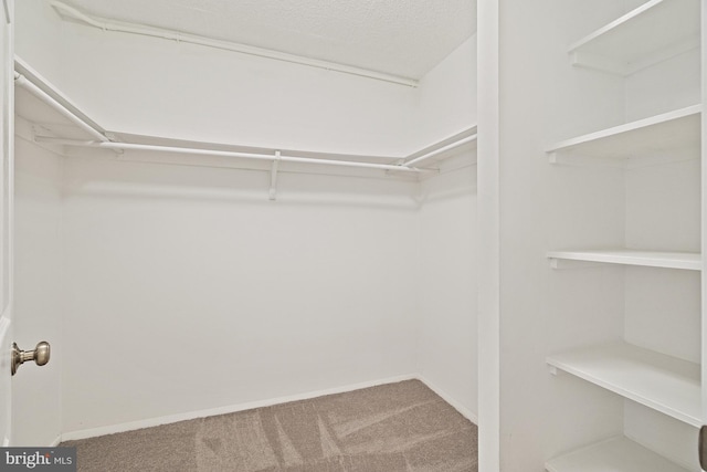 walk in closet with carpet floors