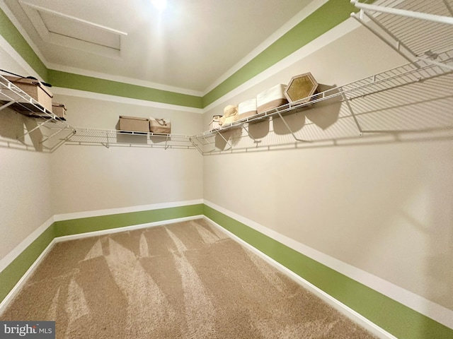 spacious closet featuring carpet floors