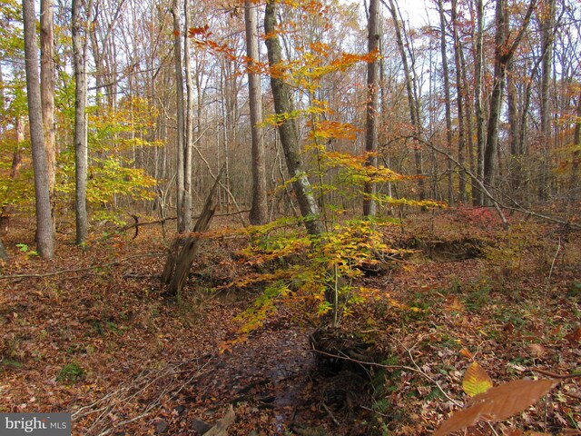 view of local wilderness