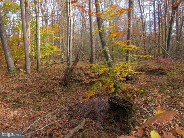 view of local wilderness