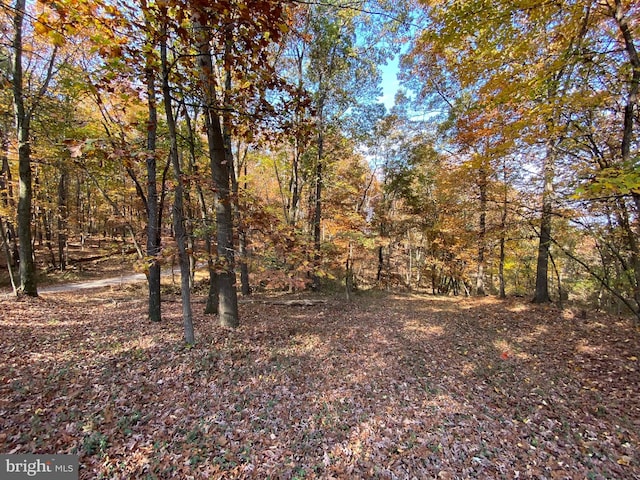 view of local wilderness