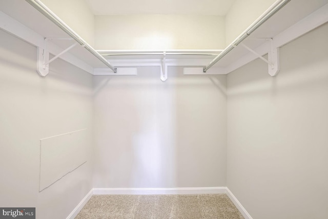 walk in closet with carpet flooring